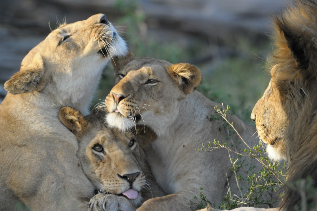 Câlins de Lions