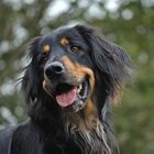 Clint, 3 Jahre, einem Hundehasser zum Opfer gefallen