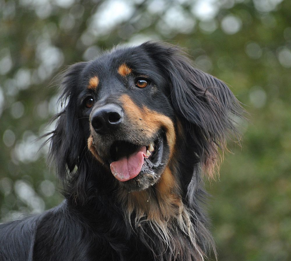 Clint, 3 Jahre, einem Hundehasser zum Opfer gefallen