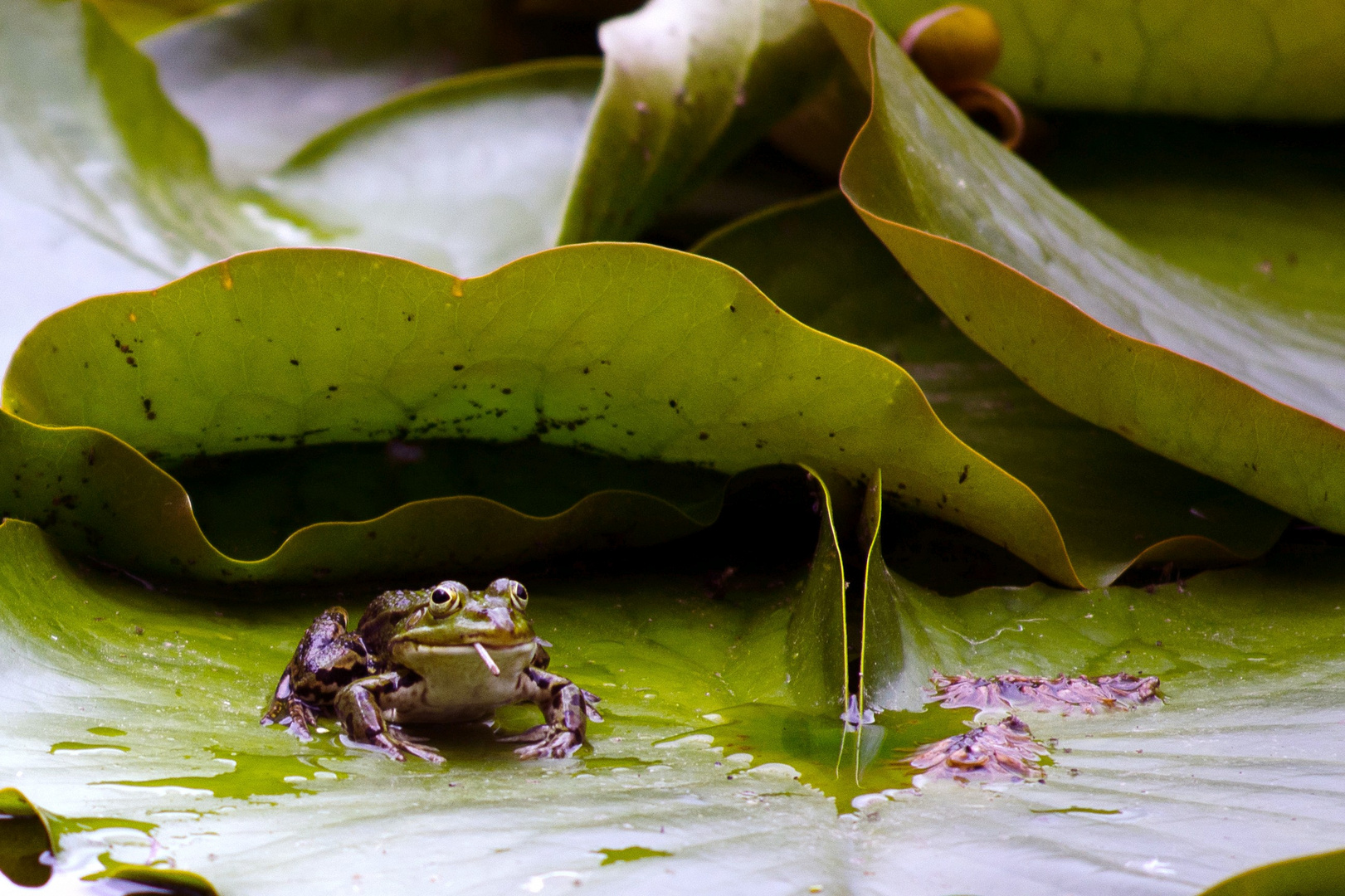 Clint Frogwood