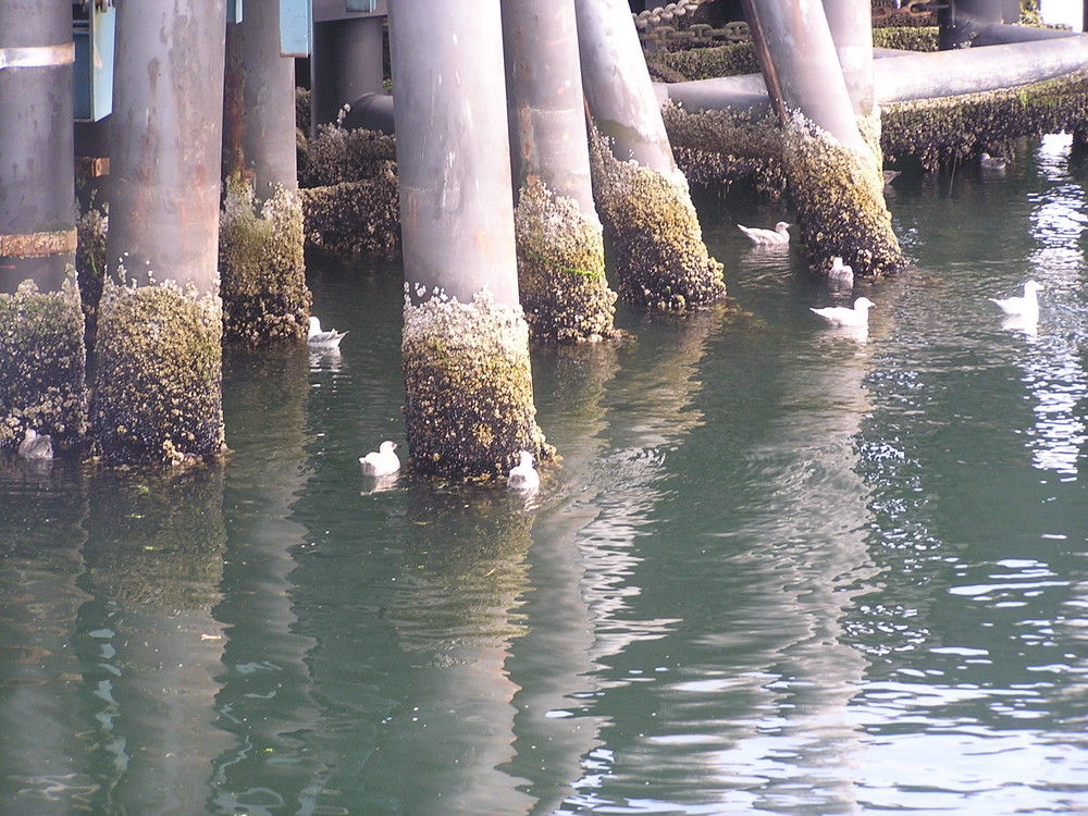 Clinton Ferry Docks