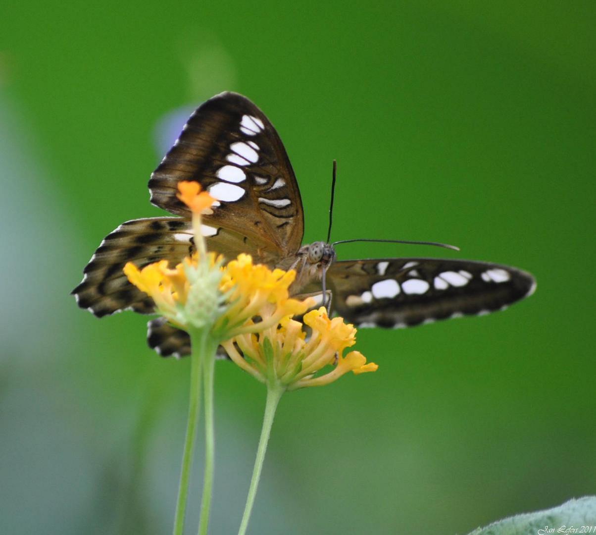 Clipper butterfly, Parthenos sylvia,