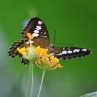 Clipper butterfly, Parthenos sylvia,