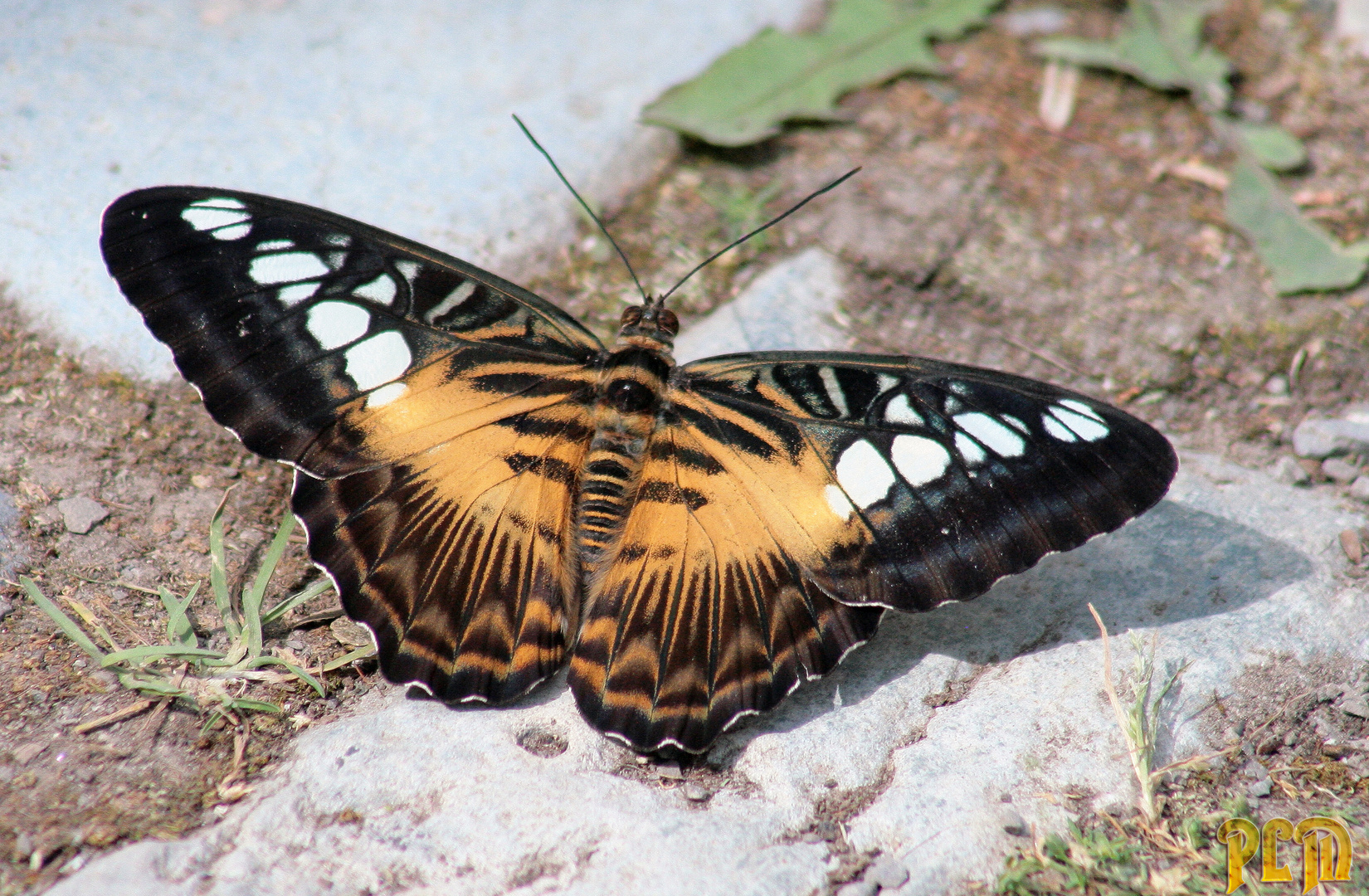 Clipper Parthenos Sylvia