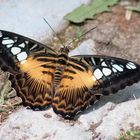 Clipper Parthenos Sylvia