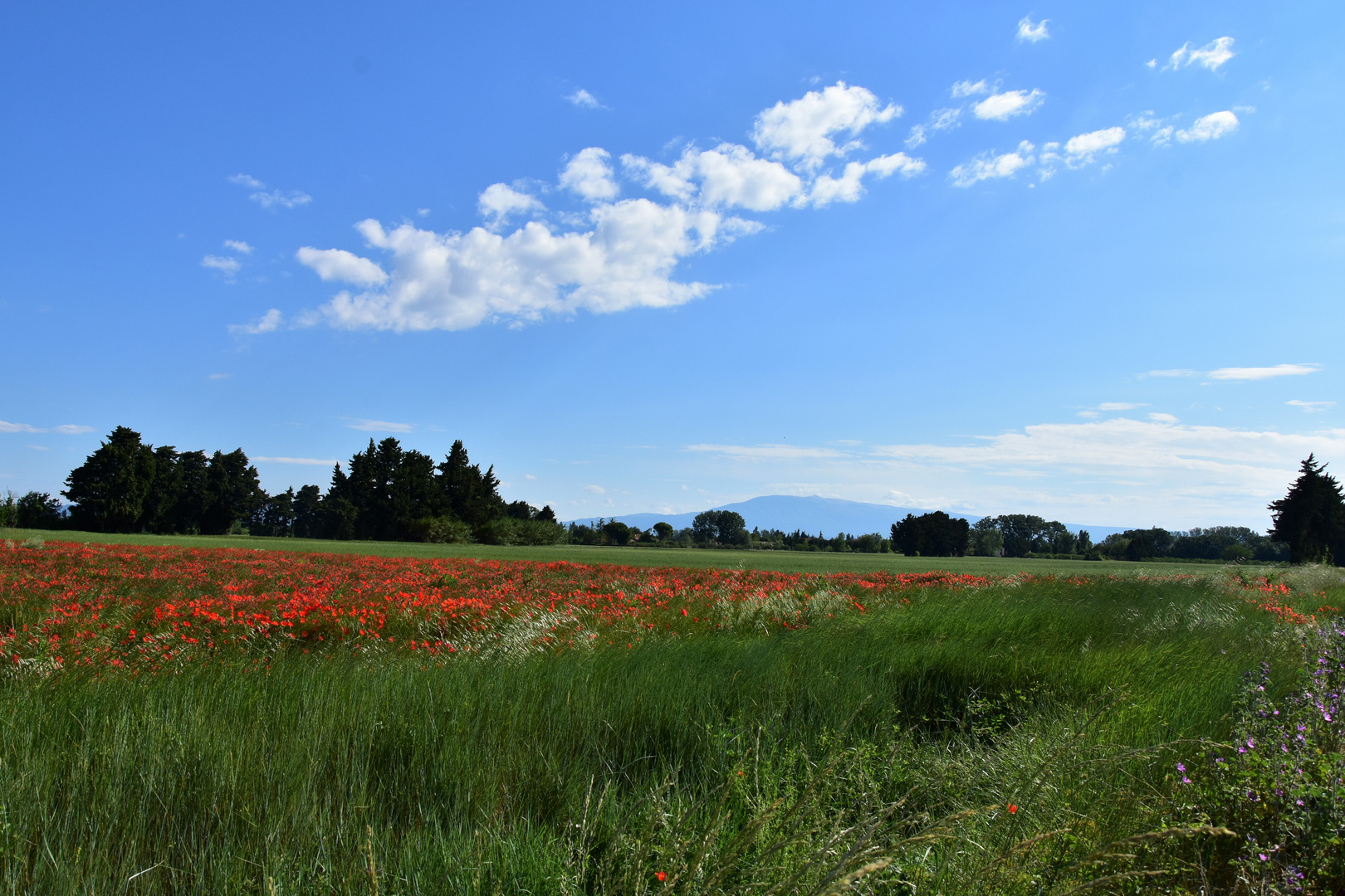 Cliquots et Ventoux