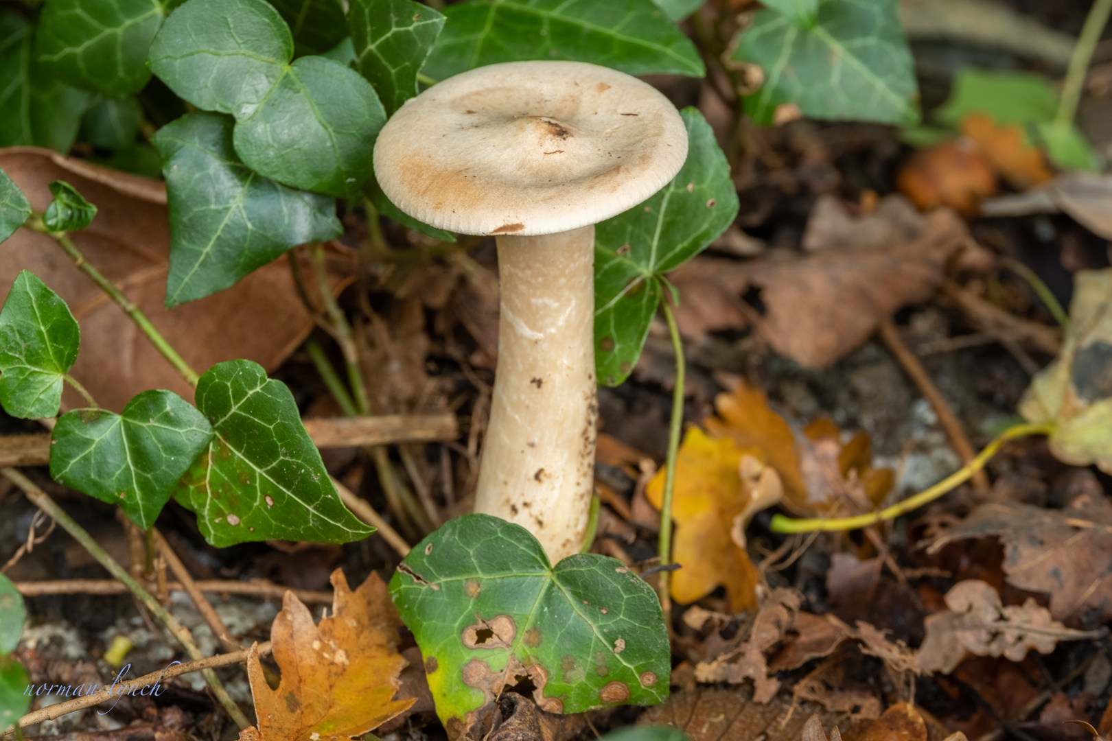 Clitocybe Geotropa