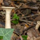 Clitocybe Geotropa 