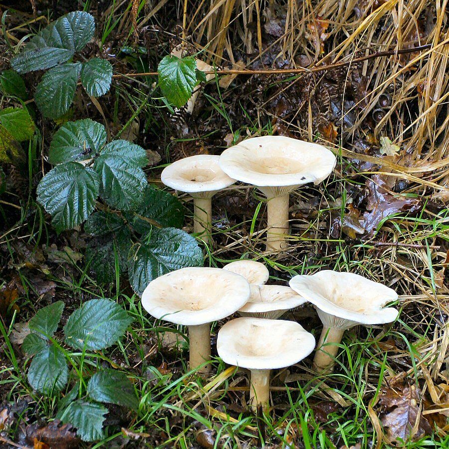 clitocybe géotrope