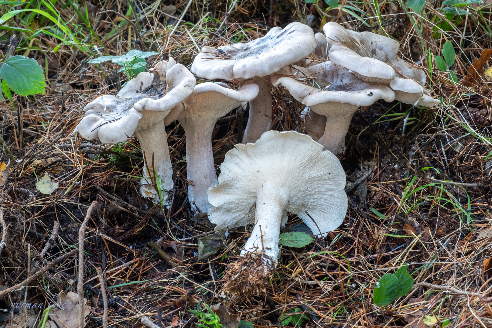 Clitocybe nebularis