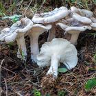 Clitocybe nebularis