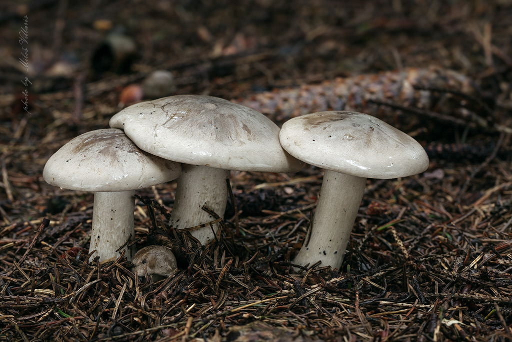 Clitocybe nebularis