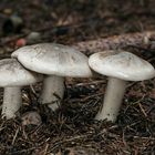 Clitocybe nebularis