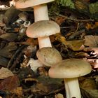   Clitocybe nebularis 