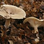 Clitocybe nebulosa