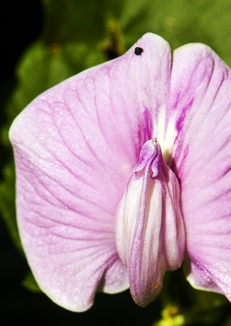 Clitoria