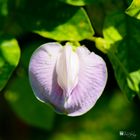 Clitoria marianna