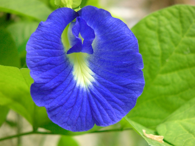 Clitoria Ternatea