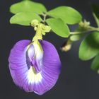 Clitoria ternatea