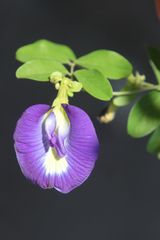 Clitoria ternatea