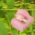 clitoria ternatea