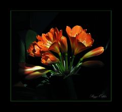 Clivia