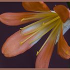 Clivia