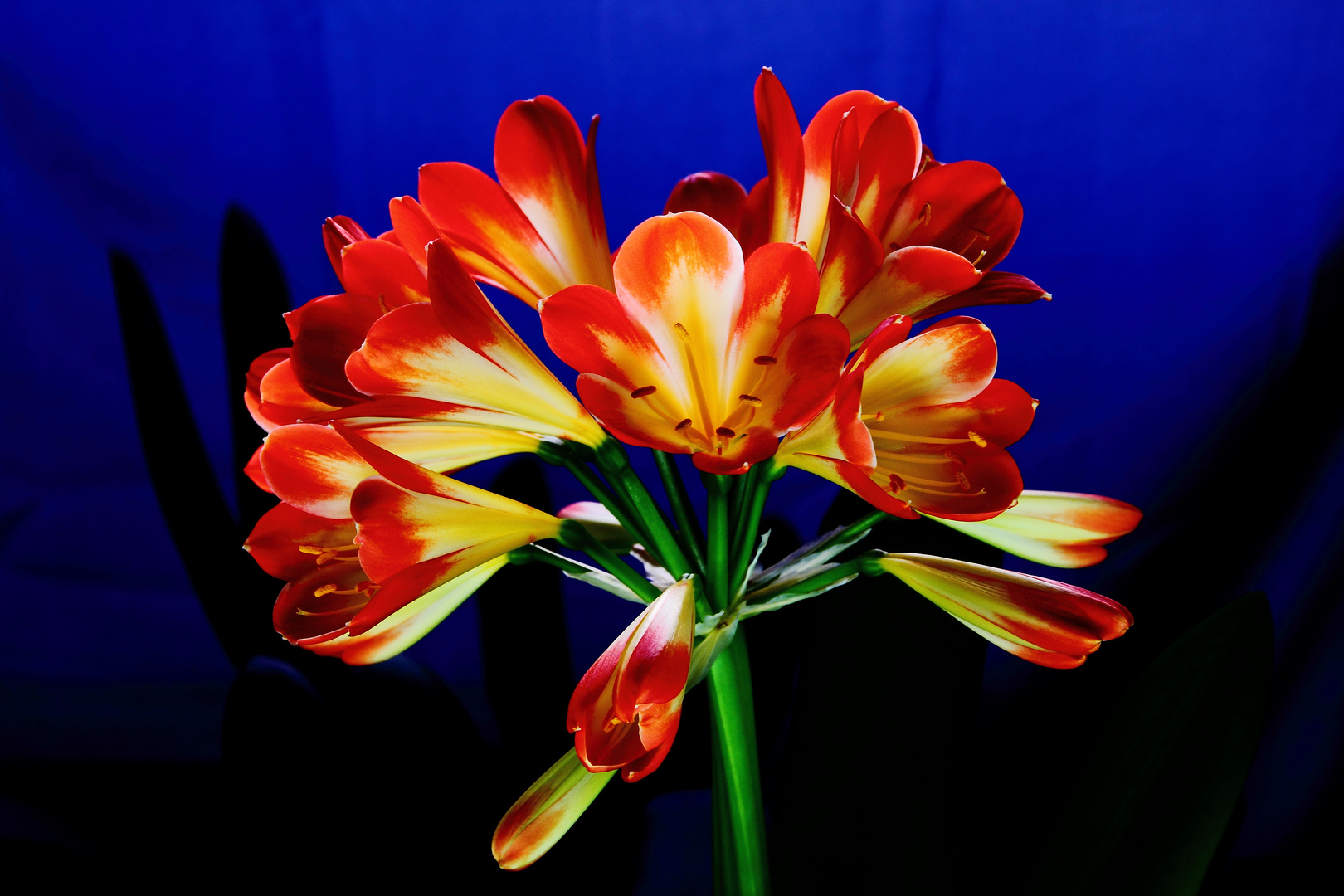 Clivia 01