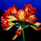 Clivia 01