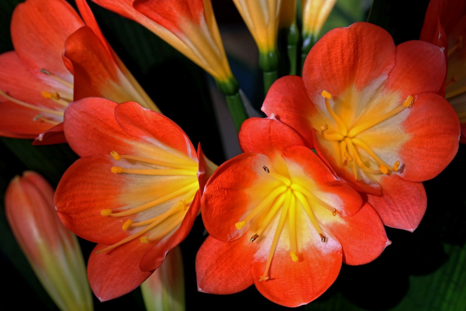 Clivia