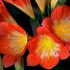 Clivia