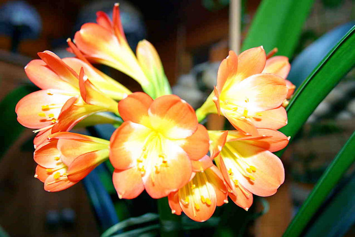 Clivia 1