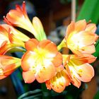 Clivia 1