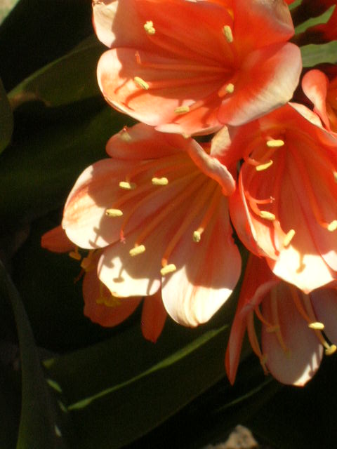 Clivia-1