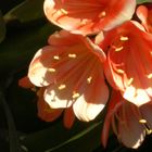 Clivia-1