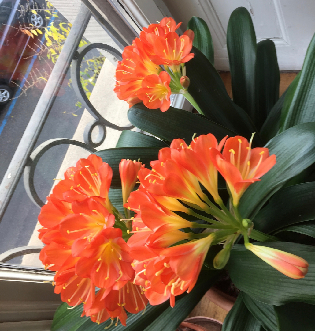 Clivia