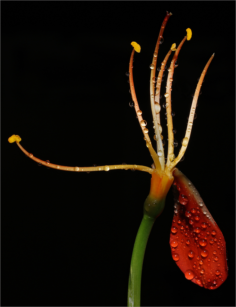 Clivia