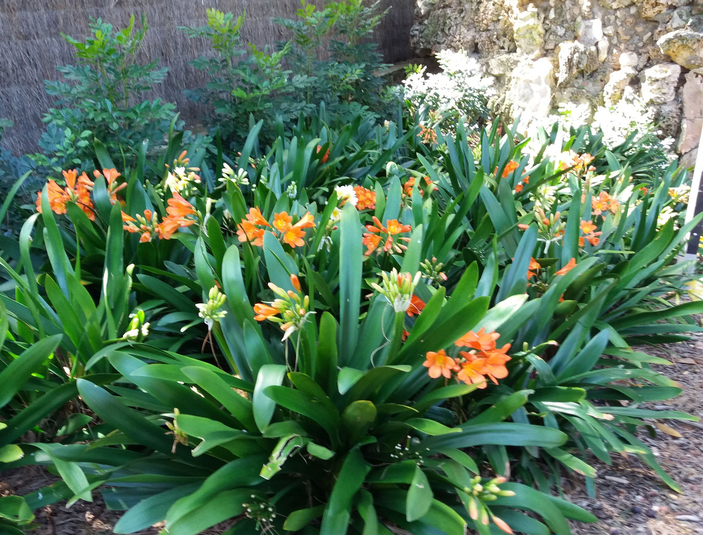 Clivia