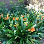 Clivia