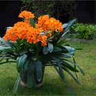 Clivia