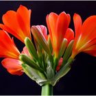 Clivia