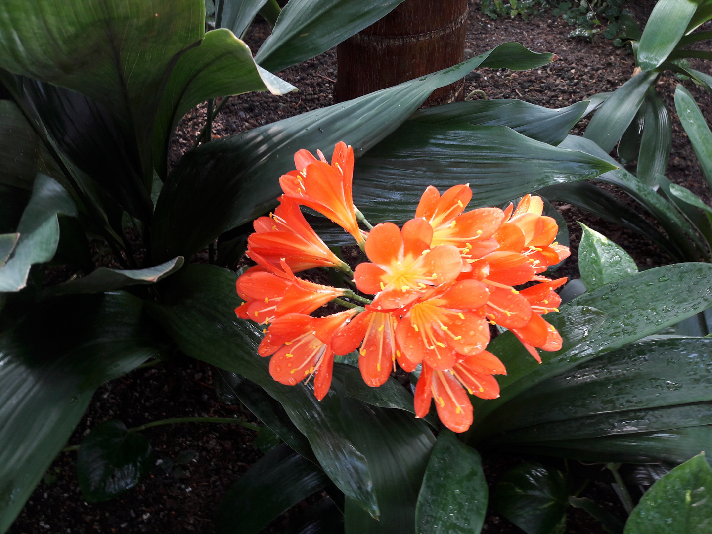 Clivia