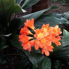 Clivia