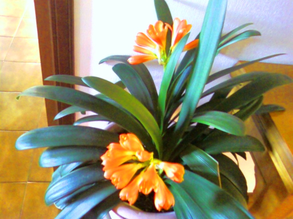 Clivia