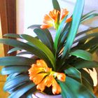 Clivia