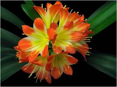 Clivia