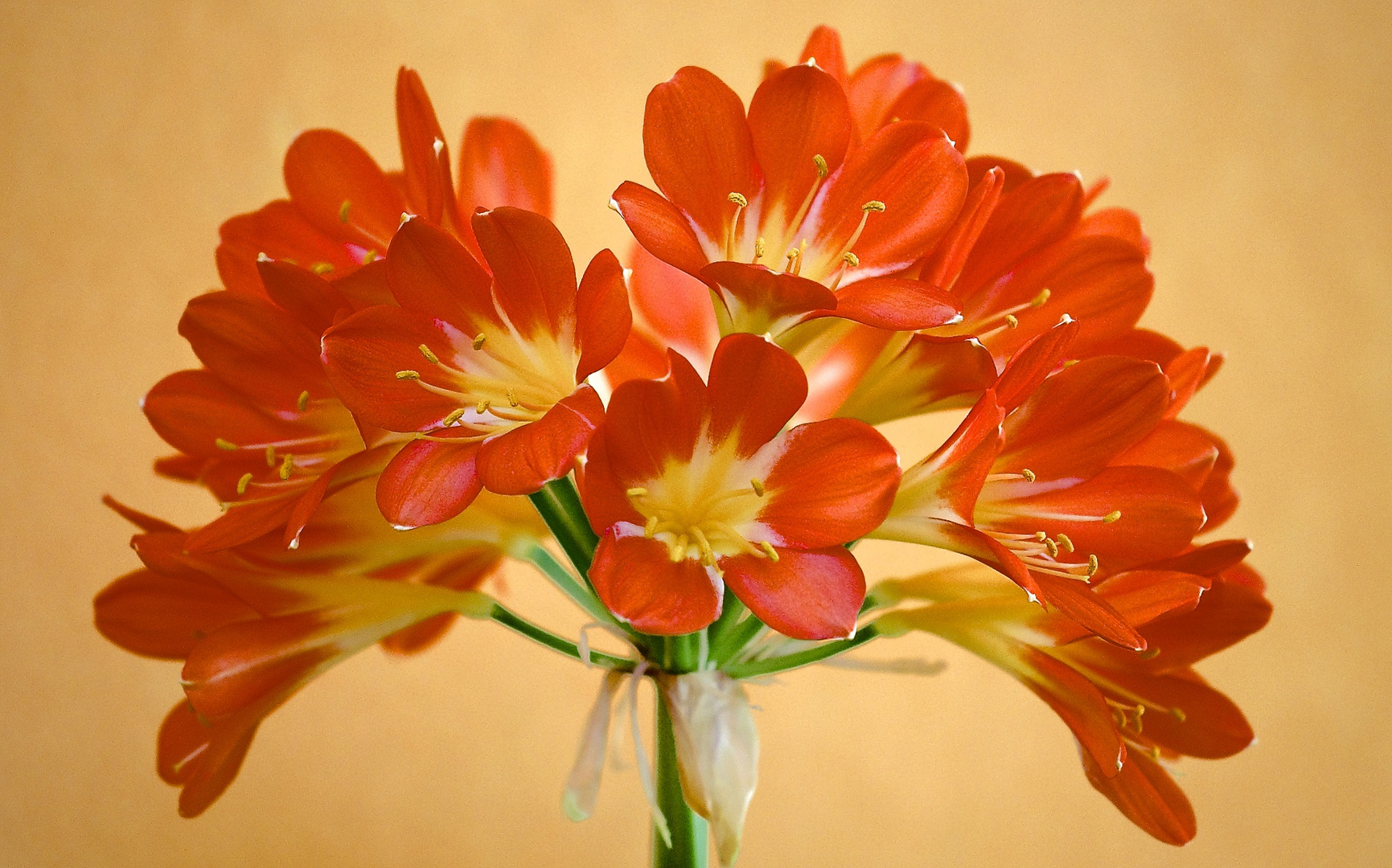 Clivia