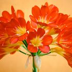 Clivia