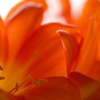 Clivia