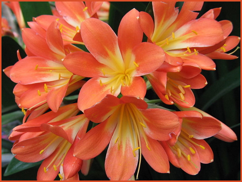 Clivia